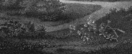 1801_BotanicalGardenNewYork_closeup2