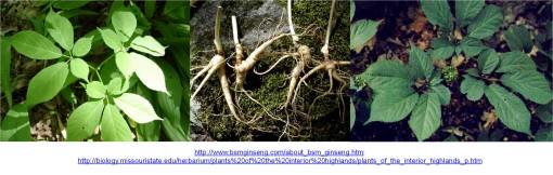 AmericanGinseng