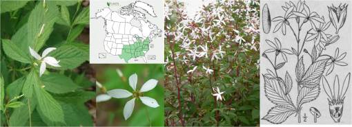 AmericanIpecacGillenia