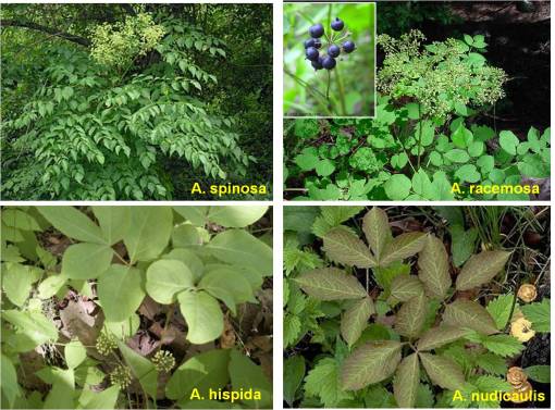 AmericanSarsaparilla