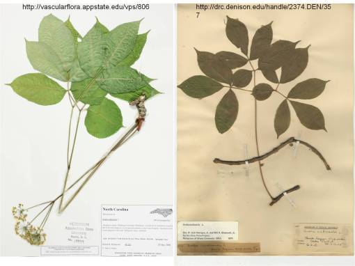 aralianudicaulis_appstate.edu-denison.edu_pressedplants