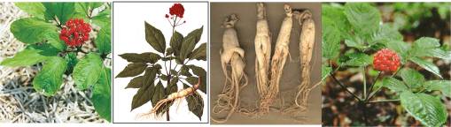 ChineseGinseng