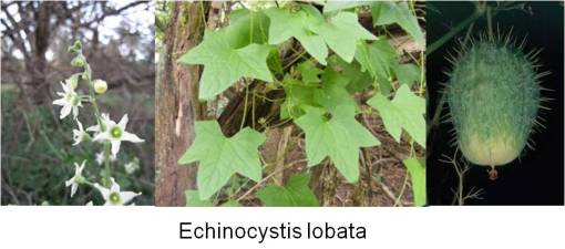 Echinocystislobata