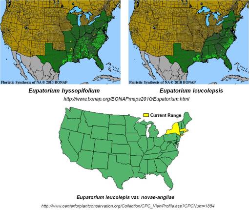Haynesworth_Eupatorium-leucolepsis-and-hyssopifolium-distributions