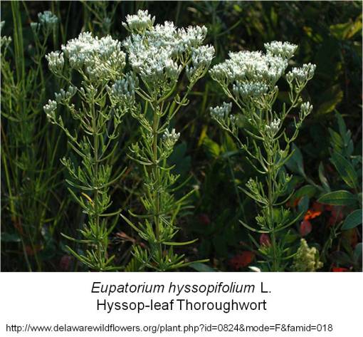 Haynesworth_MedRepos_v3pt1_Eupatorium-hyssopifolium-or-leucepsis_NorthCarolina_1800_Snakebiteremedy_Photo