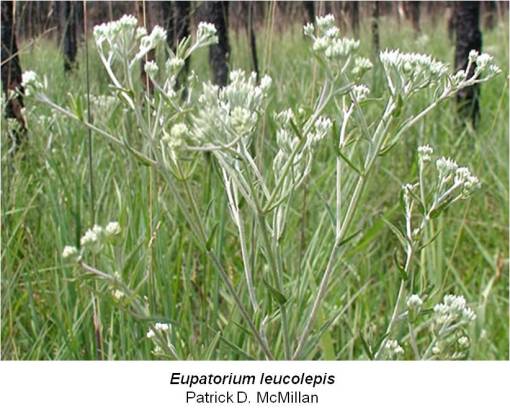 Haynesworth_MedRepos_v3pt1_Eupatorium-hyssopifolium-or-leucepsis_NorthCarolina_1800_Snakebiteremedy_Photo2_Eupatorium-leucolepsis