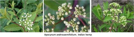 IndianHemp_Apocynumandrosaemifolium