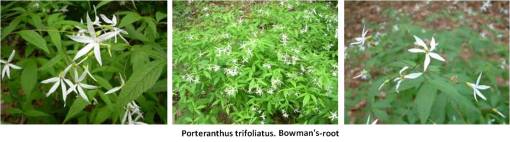 IndianPhysicPorteranthustrifoliatus