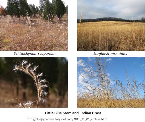 littlebluestemindiangrass