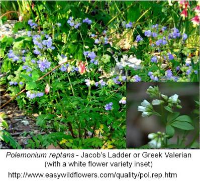 OhioMuskeegumRivers_GreekValerian