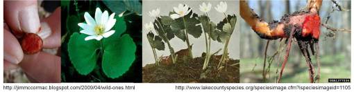 SanguinariacanadensisL_PuccoonBloodrootTumeric