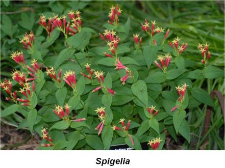 Spigelia