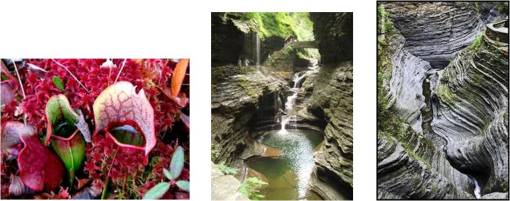 Watkinsarea_PlantsLandforms