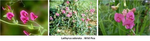 WildSweetPea_Lathyrusodoratus