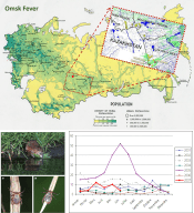 4RussianOmskFeverDiseaseEcology