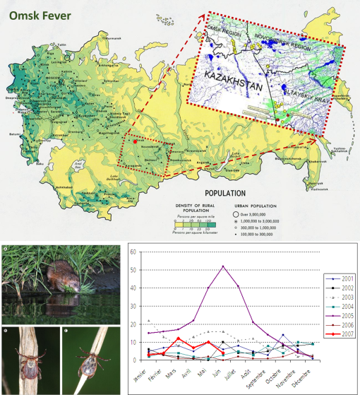 4RussianOmskFeverDiseaseEcology