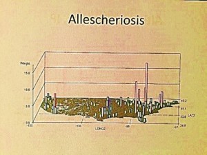 Allescheriosis