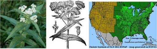 PhilMedPhysJlSuppl1_Darlington_Eupatorium_FIG