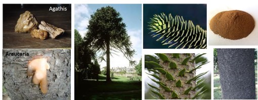 araucaria-with-agathis-for-comparison