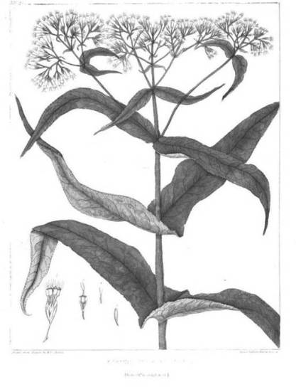 Eupatoriumperfoliatum