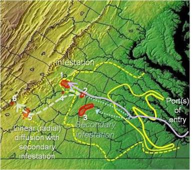 HierarchicalDiffusionProcessforJamesRiverRingworm