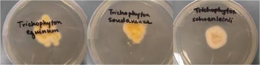 Trichophyton_3foreignspp