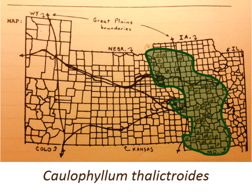 Caullophylum-thalictroides_v2