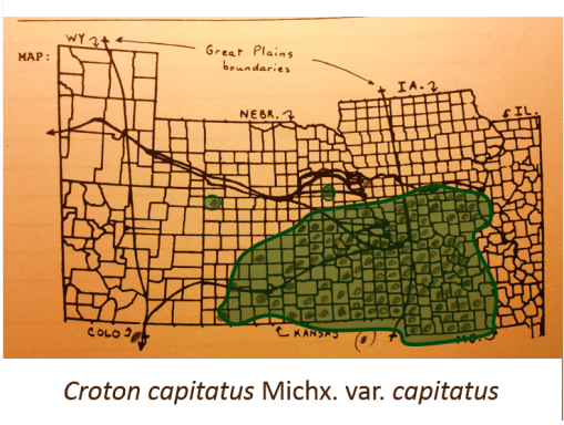 Croton-capitatus-Michx-var-capitatus_WoolyCroton_v2