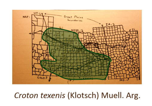 Croton-texenis-(Klotsch)-Muell-Arg_TexasCroton_v2