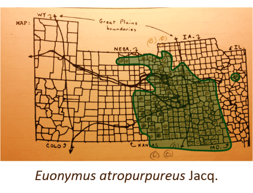 Euonymus-atropurpureus-Jacq_wahoo_v2