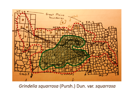 Grindelia_squarrosa_v2