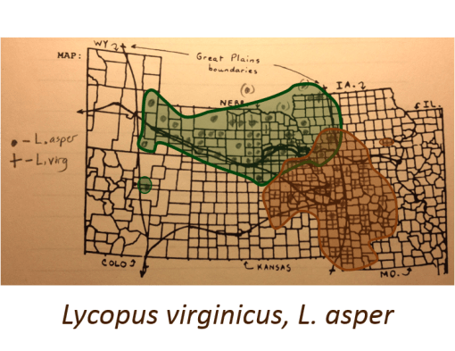 Lycopus-asper_L-virginicus_Bugleweeds_v2