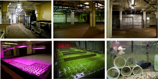 OldChicagoSlaughterhousenowHydroponicsTilapiaFarms