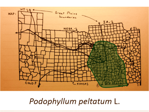 Podophyllum-peltatum_Mayapple_v2