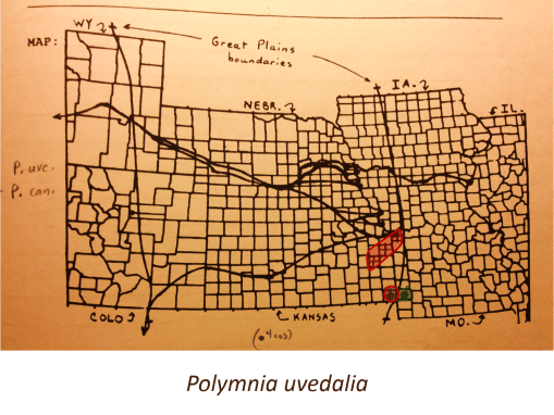 Polymnia-uvedalia_v2
