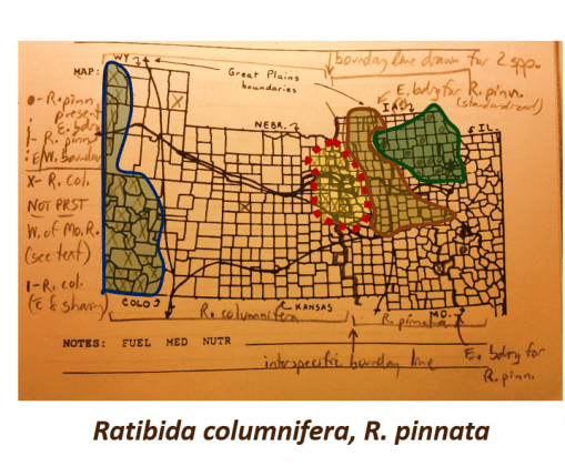 Ratibada-columnifera_R-pinnata_v2