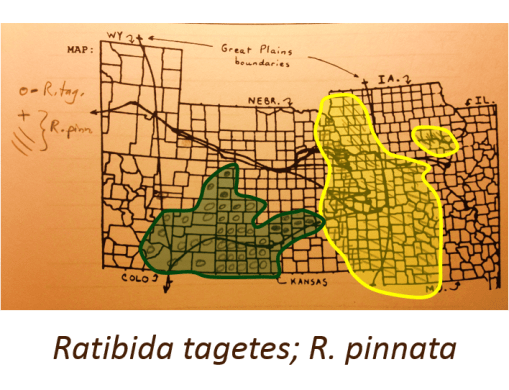 Ratibida-tagetes-pinnata_v2