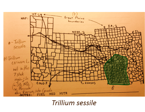 Trillium-sessile_T-cernuum-L_v2